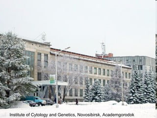 Institute of Cytology and Genetics, Novosibirsk, Academgorodok 