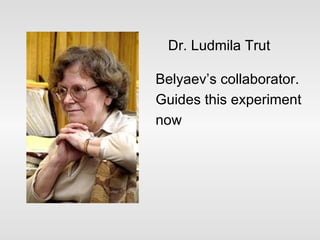 Belyaev’s collaborator. Guides this experiment now Dr. Ludmila Trut 