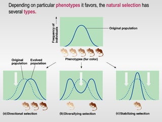 Depending on particular   phenotypes   it favors, the   natural selection   has several   types . 