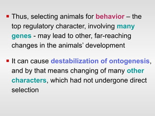 Thus, selecting animals for  behavior  – the top regulatory character, involving  many genes  - may lead to other, far-reaching changes in the animals’ development It can cause  destabilization of ontogenesis , and by that means changing of many  other characters , which had not undergone direct selection 