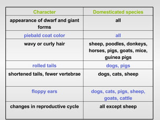 all except sheep changes in reproductive cycle dogs, cats, pigs, sheep, goats, cattle floppy ears dogs, cats, sheep shortened tails, fewer vertebrae dogs, pigs rolled tails sheep, poodles, donkeys, horses, pigs, goats, mice, guinea pigs wavy or curly hair all piebald coat color all appearance of dwarf and giant forms Domesticated species Character 