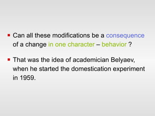 Can all these modifications be a  consequence  of a change  in one character  –  behavior  ? That was the idea of academician Belyaev, when he started the domestication experiment in 1959. 