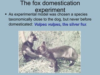 The fox domestication experiment As experimental model was chosen a species taxonomically close to the dog, but never before domesticated:  Vulpes vulpes , the silver fox 