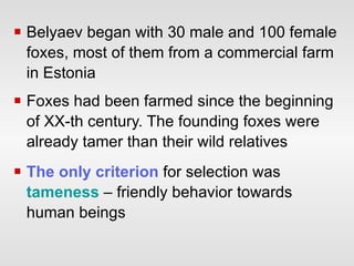 Belyaev began with 30 male and 100 female foxes, most of them from a commercial farm in Estonia  Foxes had been farmed since the beginning of XX-th century. The founding foxes were already tamer than their wild relatives The only criterion  for selection was  tameness  – friendly behavior   towards human beings  
