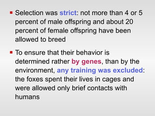 Selection was  strict : not more than 4 or 5 percent of male offspring and about 20 percent of female offspring have been allowed to breed  To ensure that their behavior is determined rather  by genes , than by the environment,  any training was excluded : the foxes spent their lives in cages and were allowed only brief contacts with humans   