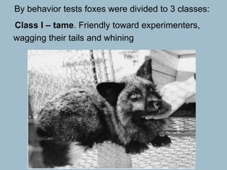 By behavior tests foxes were divided to 3 classes: Class I – tame . Friendly toward experimenters, wagging their tails and whining   