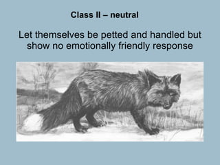 Let themselves be petted and handled but show no emotionally  friendly response Class II – neutral 