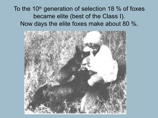 To the 10 th  generation of selection 18 % of foxes became elite (best of the Class I). Now days the elite foxes make about 80 %. 