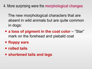 4. More surprising were the  morphological changes The new morphological characters that are absent in wild animals but are quite common in dogs: a loss of pigment in the coat color   – “Star” mark on the forehead and piebald coat floppy ears rolled tails shortened tails and legs   