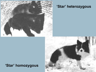‘ Star’ heterozygous ‘ Star’ homozygous 