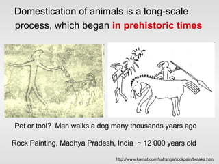 Domestication of animals is a long-scale process, which began  in prehistoric times   Pet or tool?  Man walks a dog many thousands years ago http://www.kamat.com/kalranga/rockpain/betaka.htm Rock Painting, Madhya Pradesh, India  ~ 12 000 years old 