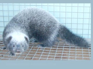 Domesticated American  mink 