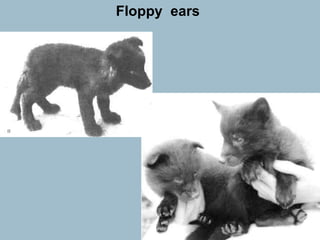Floppy  ears 