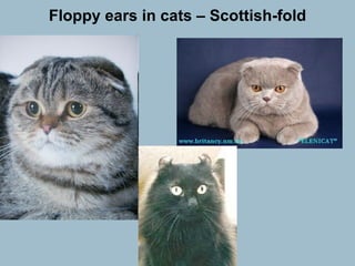 Floppy ears in cats – Scottish-fold 