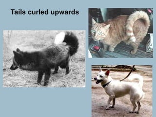 Tails curled upwards 