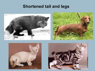 Shortened tail and legs 