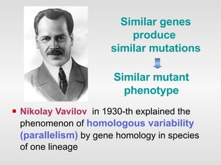 Nikolay  Vavilov   in 1930-th  explained the phenomenon   of  homologous variability  (parallelism)  by gene  homology  in  species of one lineage Similar genes produce  similar mutations Similar mutant phenotype 