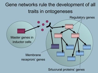 Gene networks rule the development of all traits in ontogeneses Master genes in inductor cells Membrane receprors’ genes Regulatory genes Srtucrural proteins’ genes 