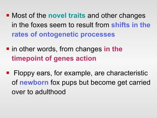 Most of the  novel traits  and other changes in the foxes seem to result from  shifts in the rates of ontogenetic processes in other words, from changes  in the timepoint of genes action Floppy ears, for example, are characteristic of  newborn  fox pups but become get carried over to adulthood 