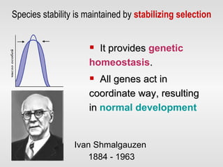 Species stability is maintained by  stabilizing selection Ivan Shmalgauzen  1884 - 1963 It provides  genetic homeostasis .  All genes act in  coordinate  way, resulting in  normal development 