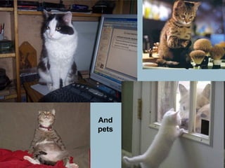 And pets 