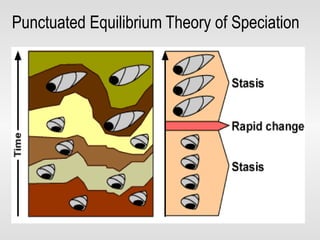 Punctuated Equilibrium  Theory of Speciation 
