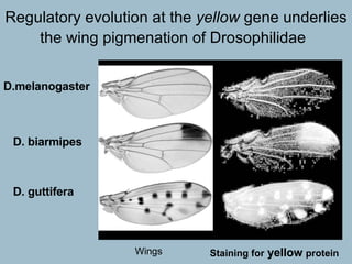 Regulatory evolution at the  yellow  gene underlies the wing pigmenation of Drosophilidae   Staining for  yellow  protein D.melanogaster   D.  biarmipes  D.  guttifera  Wings 