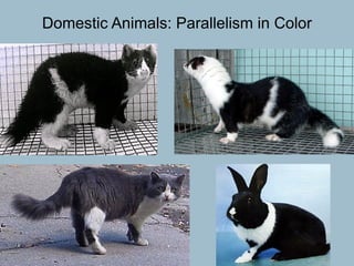 Domestic Animals: Parallelism in Color 