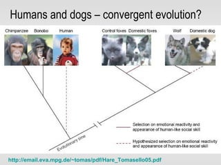 Humans and dogs – convergent evolution? http://email.eva.mpg.de/~tomas/pdf/Hare_Tomasello05.pdf   