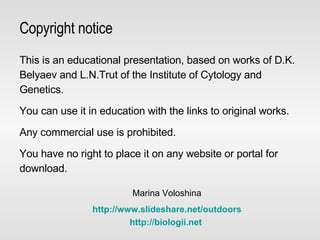 Copyright notice This is an educational presentation, based on works of D.K. Belyaev and L.N.Trut of the Institute of Cytology and Genetics. You can use it in education with the links to original works. Any commercial use is prohibited. You have no right to place it on any website or portal for download. Marina Voloshina http :// www.slideshare.net / outdoors http:// biologii.net   