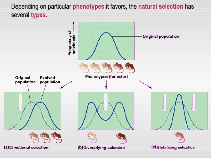 Natural Selection Experiment Darwin Natural Selection Experiment Darwin