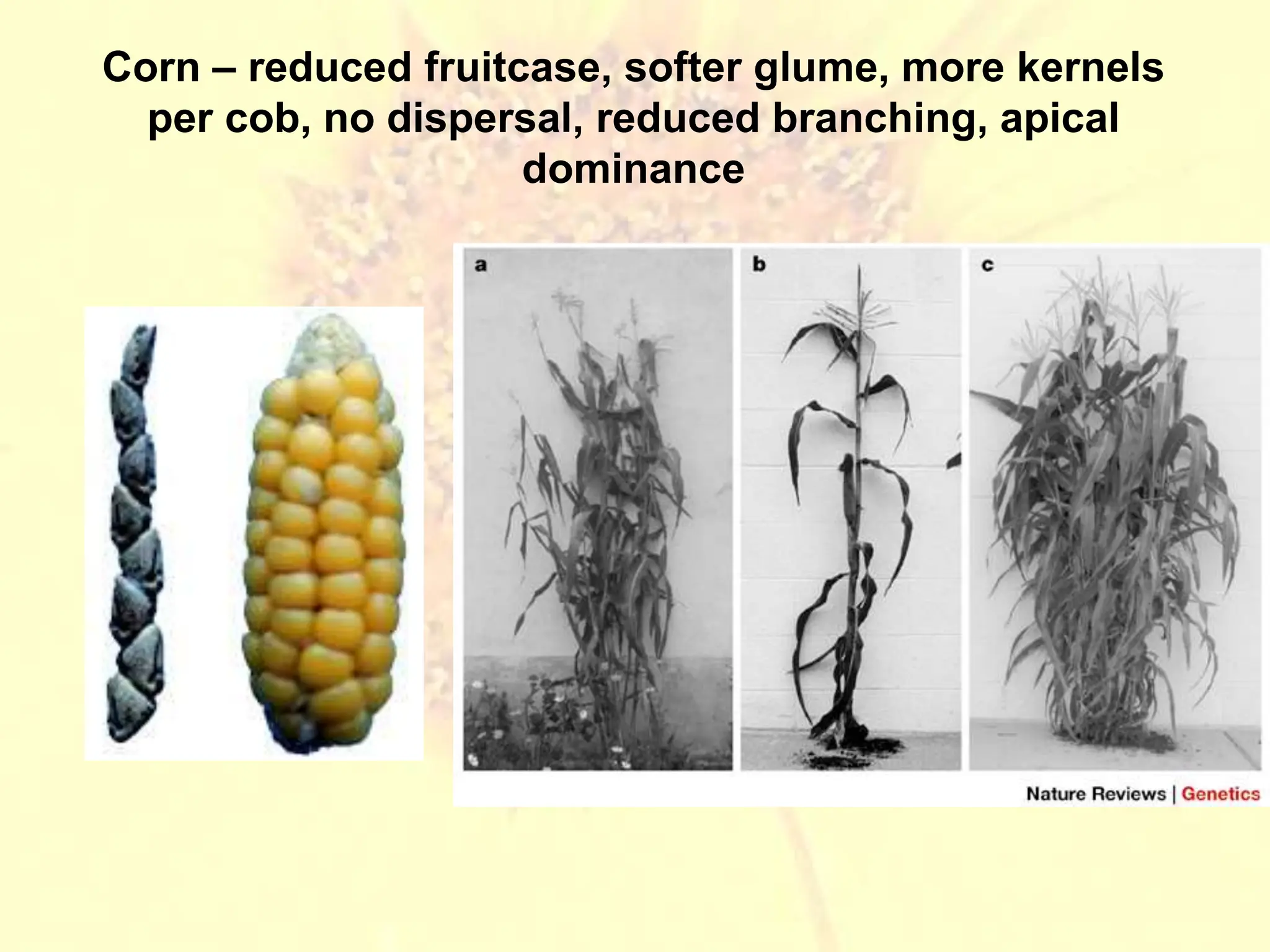 Domestication as a method of plant breeding | PPT