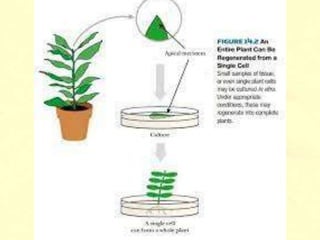 Domestication as a method of plant breeding | PPT