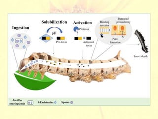 Domestication as a method of plant breeding | PPT