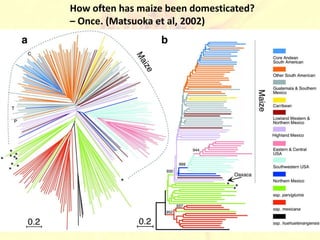Domestication as a method of plant breeding | PPT
