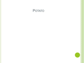 POTATO
 