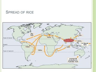 SPREAD OF RICE
 