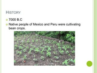 HISTORY
 7000 B.C
 Native people of Mexico and Peru were cultivating
bean crops.
 