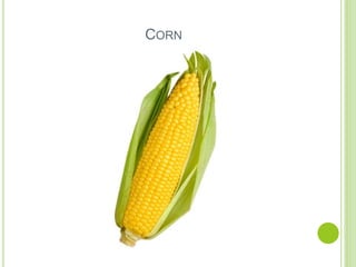 CORN
 
