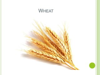 WHEAT
 