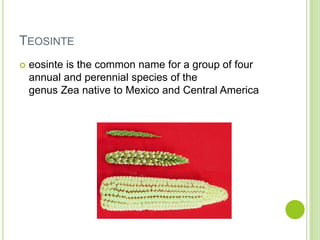 TEOSINTE
 eosinte is the common name for a group of four
annual and perennial species of the
genus Zea native to Mexico and Central America
 