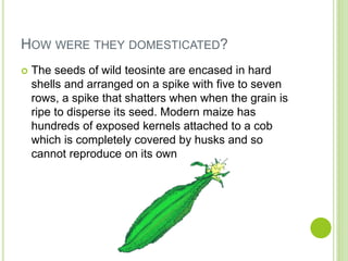HOW WERE THEY DOMESTICATED?
 The seeds of wild teosinte are encased in hard
shells and arranged on a spike with five to seven
rows, a spike that shatters when when the grain is
ripe to disperse its seed. Modern maize has
hundreds of exposed kernels attached to a cob
which is completely covered by husks and so
cannot reproduce on its own
 
