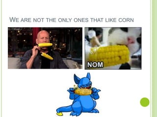 WE ARE NOT THE ONLY ONES THAT LIKE CORN
 