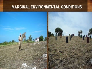 Domestic food production and hazard vulnerability jamaica