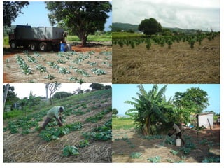 Domestic food production and hazard vulnerability jamaica