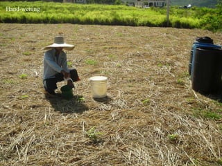 Domestic food production and hazard vulnerability jamaica
