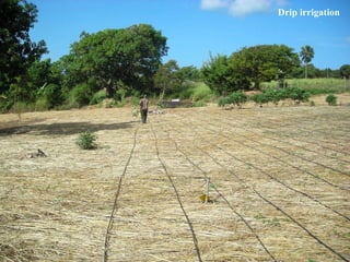 Domestic food production and hazard vulnerability jamaica