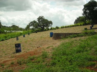 Domestic food production and hazard vulnerability jamaica