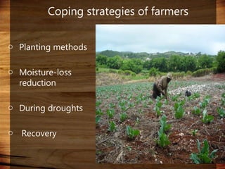 Domestic food production and hazard vulnerability jamaica