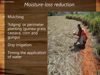 Domestic food production and hazard vulnerability jamaica